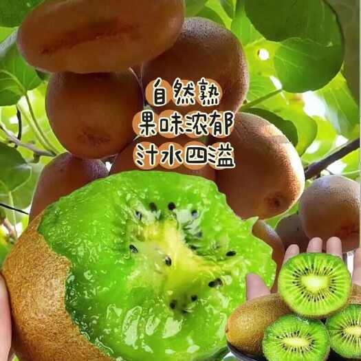 凤凰县湖南凤凰猕猴桃 新鲜水果浆果类 产地直发