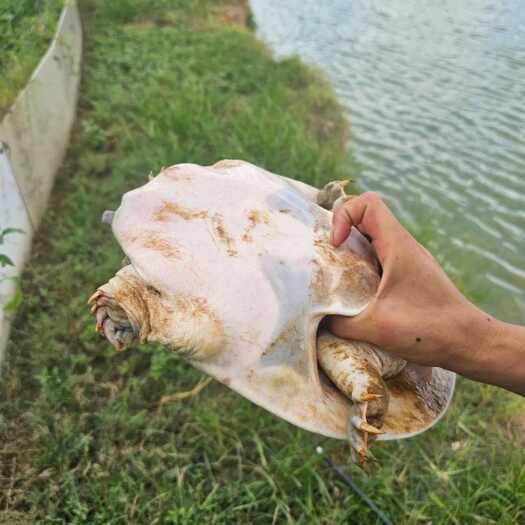 汉寿县湖南常德汉寿甲鱼鲜活水产养殖直供