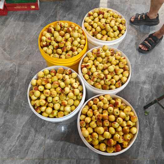 大荔县卖冬枣
