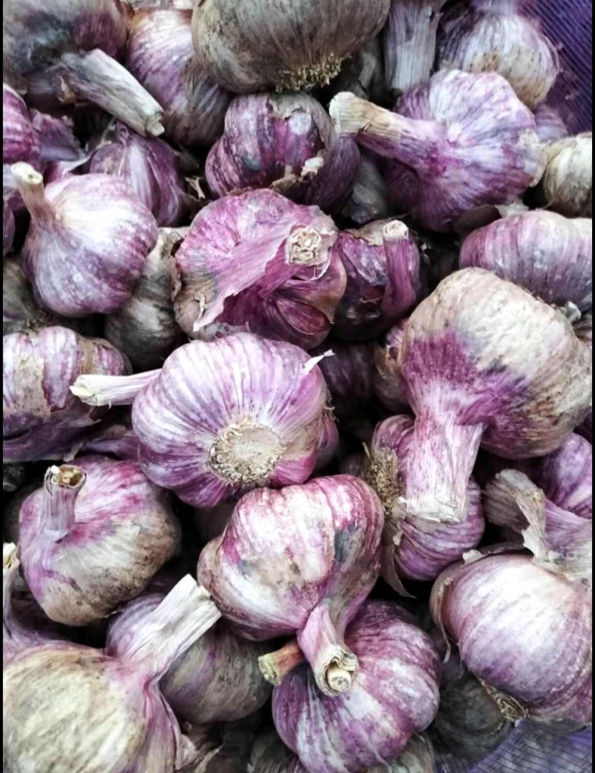 云南弥渡紫皮蒜 可以做种蒜
小蒜已售完请勿下单。