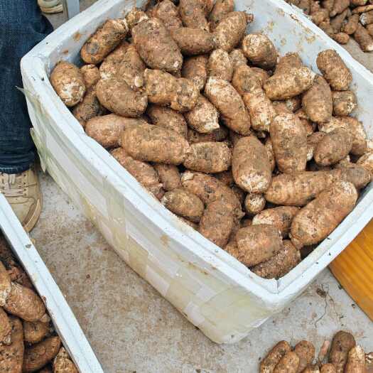 彝良县云南昭通小草坝天麻切片中药材产地直供