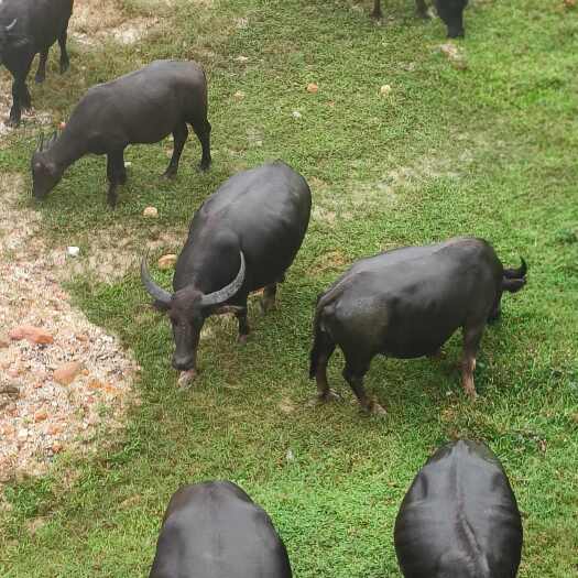 防城港放养水牛
