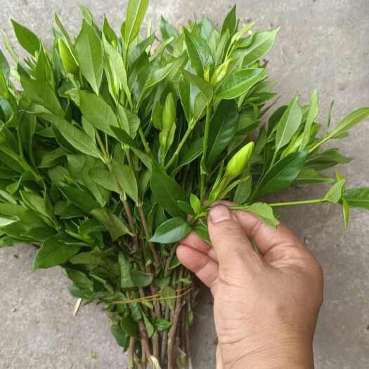 犍为县栀子花鲜切花