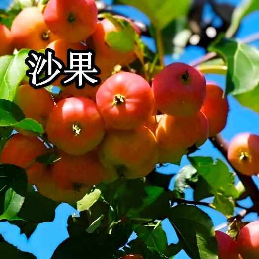 龙江县东北沙果｜绿色无公害沙果】酸甜可口，脆爽多汁！现大量上市，