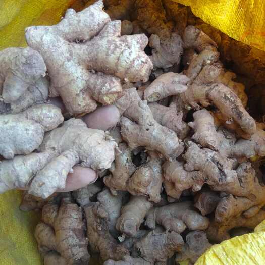 贺州广西小黄姜头，