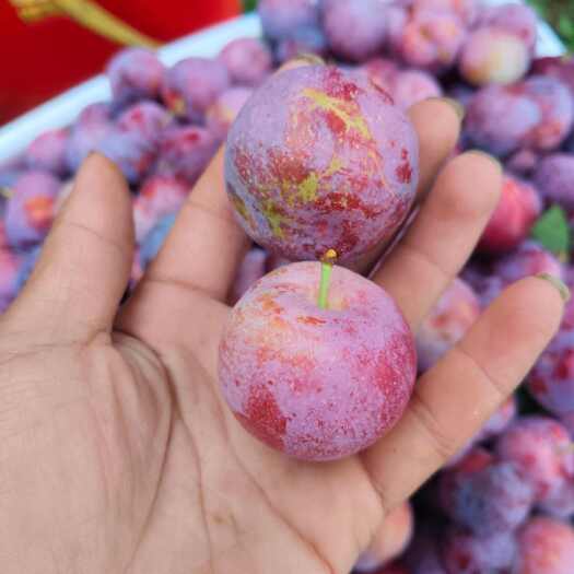 汉源县各种李子