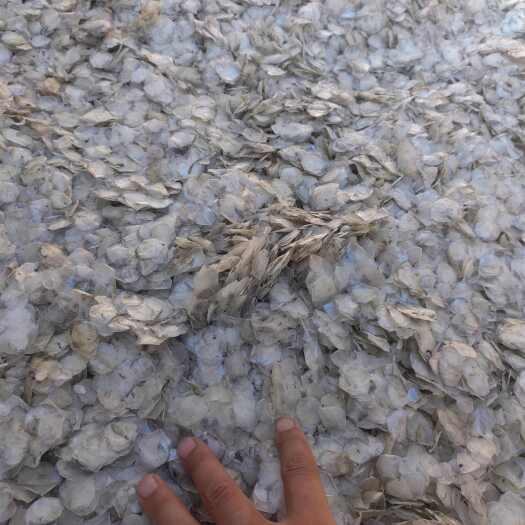 新乡河南新乡鱼鳞干 农副水产加工优质食材