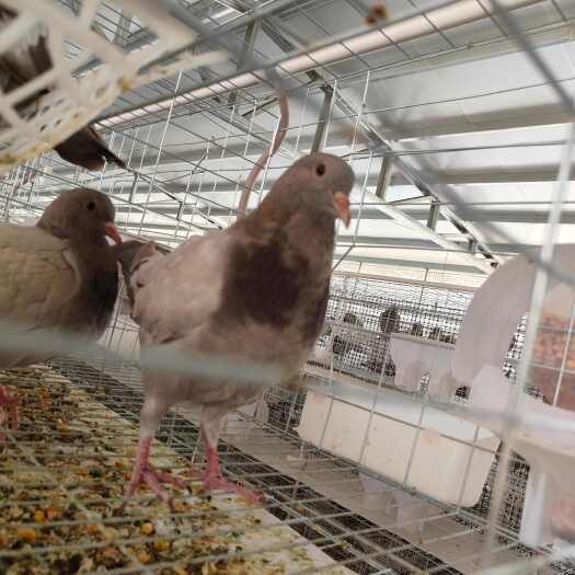 平原县原粮乳鸽9.5两以上，批发零售