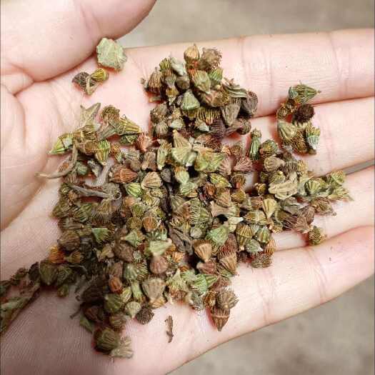 确山县仙鹤草，狼牙草  当年新草籽，颗粒饱满、过风筛，适应性强