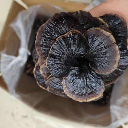 昆明竹灵芝 竹灵芝干货 扎把竹灵芝大货批发