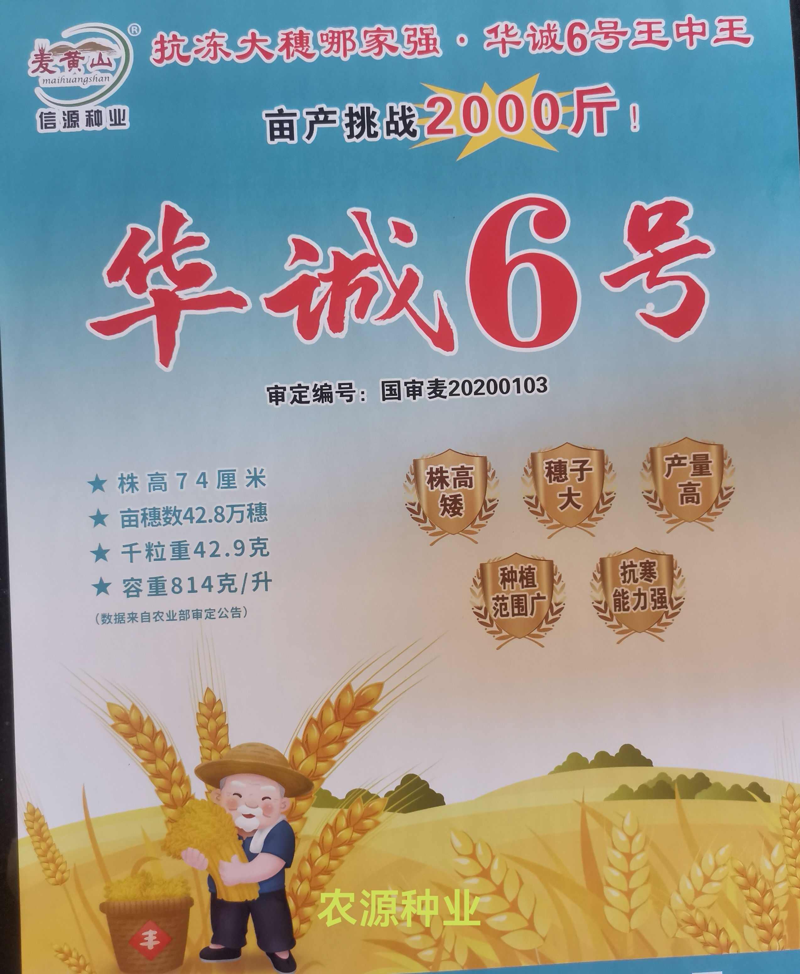 国审小麦种子华诚6号矮秆大穗产量高抗寒能力强山东厂家直供