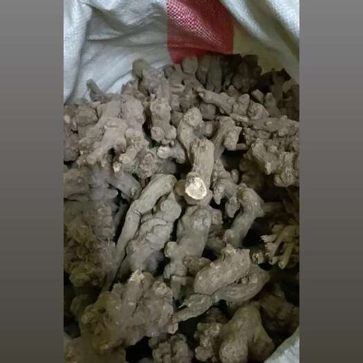秀山白术
