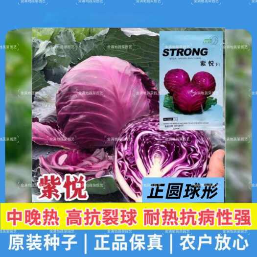 沭阳县紫悦结球紫甘蓝种子抗裂抗病中晚熟紫色包头菜种孑春秋季蔬菜种籽