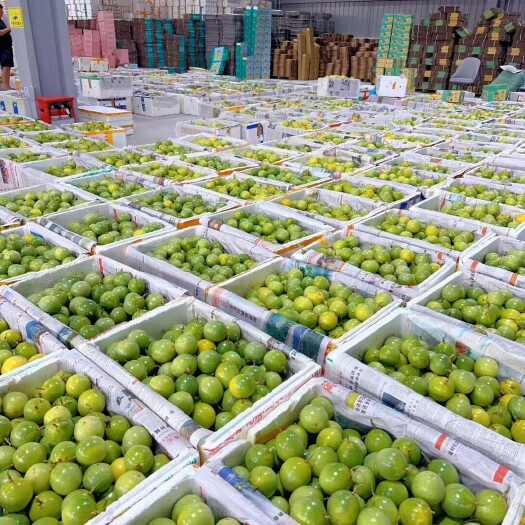 南靖县钦蜜百香果 口感纯甜（精品果）批发不含运费 代发包邮