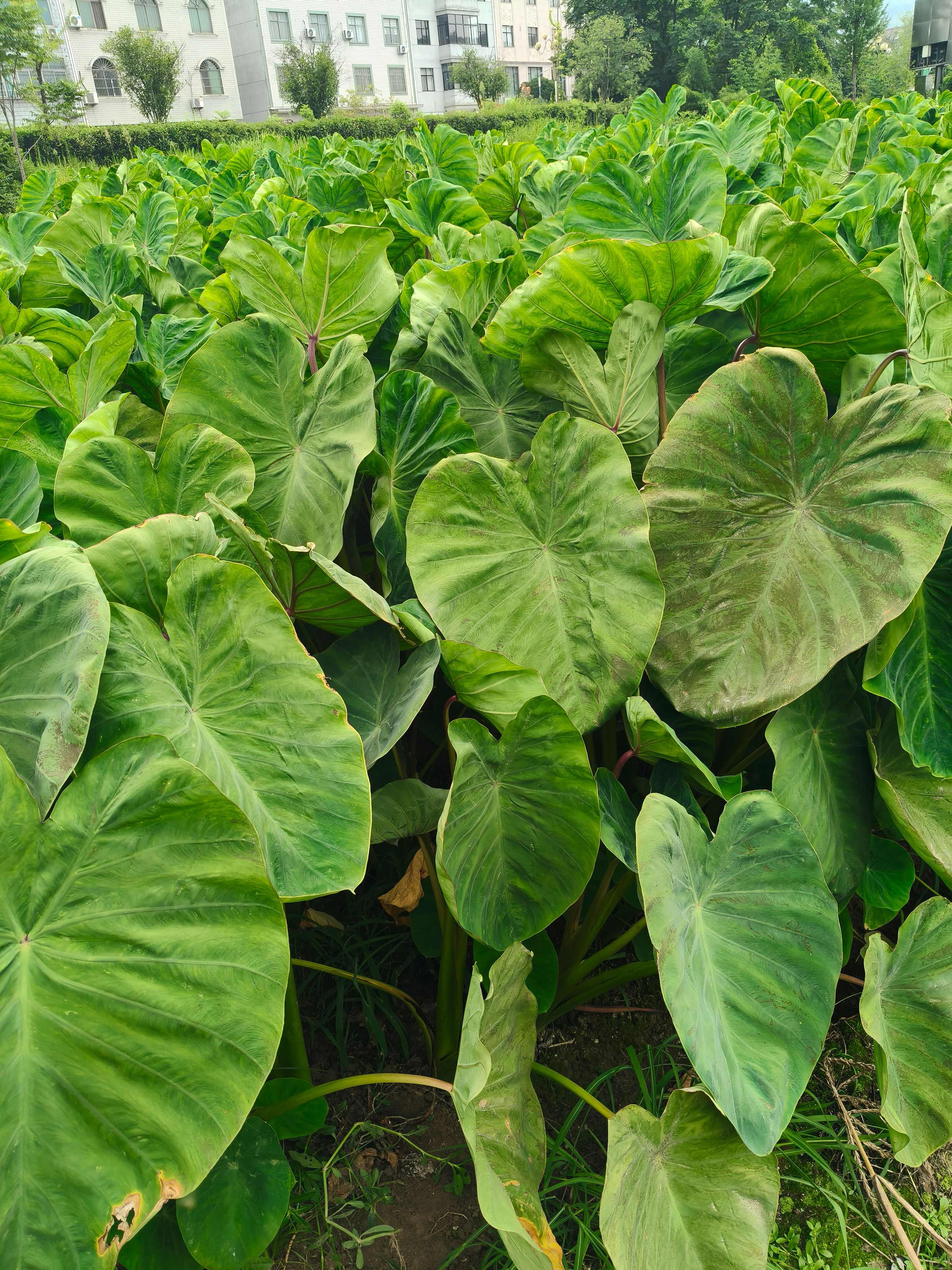 芋头，浙江红芽芋，毛芋，基地直发量大更优惠