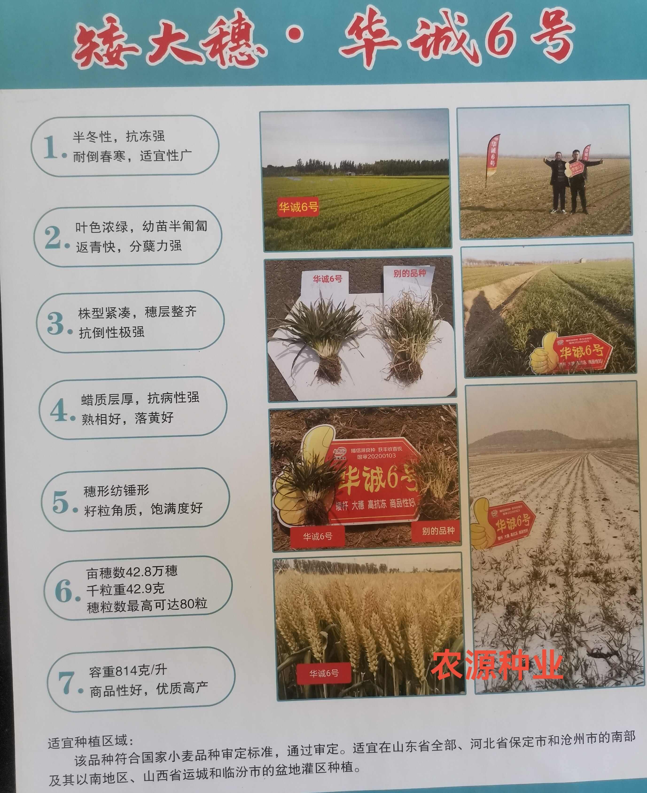 国审小麦种子华诚6号矮秆大穗产量高抗寒能力强山东厂家直供