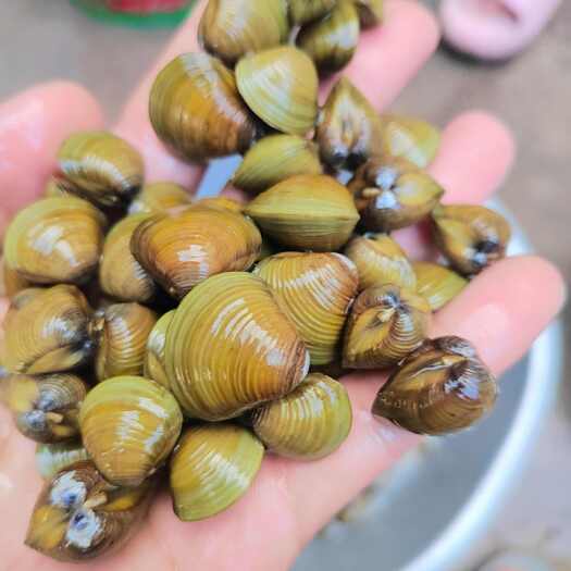 连云港河蚬子淡水河蚬子