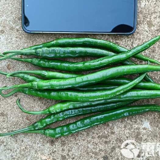 酉阳美人椒