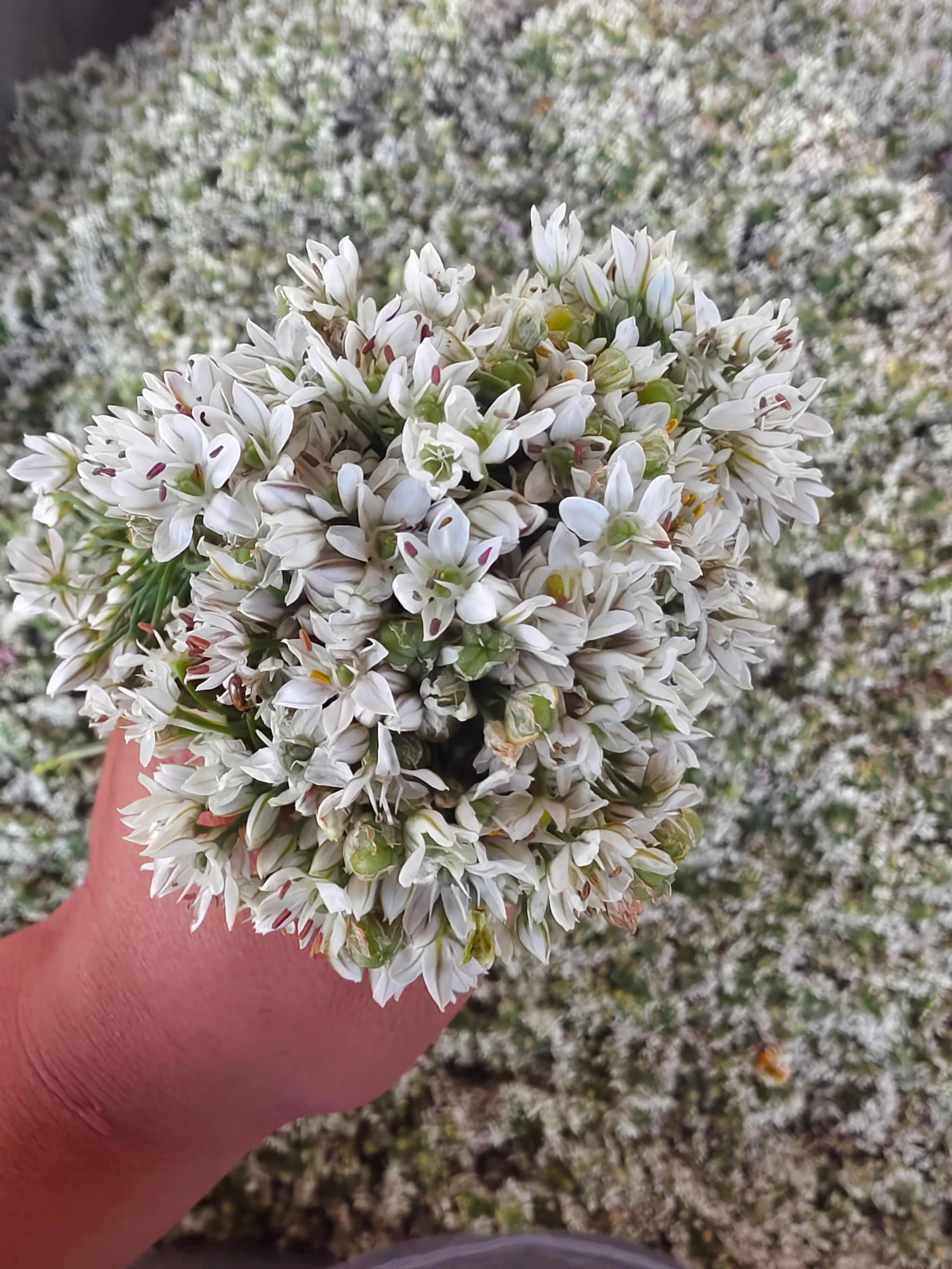 锡林浩特野生韭菜花酱，人工采摘 ，大颗粒，原材料，火锅底料配方