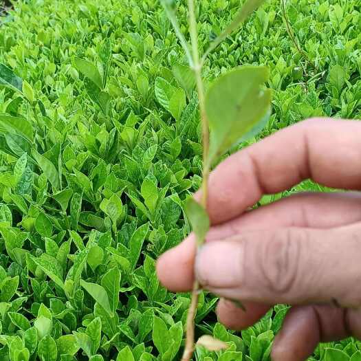 灵山县药材水栀子苗黄果苗