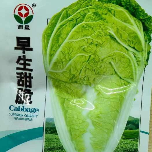 重庆市早熟甜脆大白菜种子60天春夏秋播大白菜种子抗病蔬菜种子