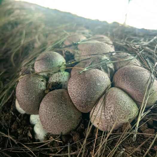 曲靖红托竹荪