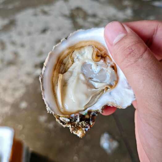 湛江三倍体生蚝，湛江生蚝批发，三倍体生蚝批发
