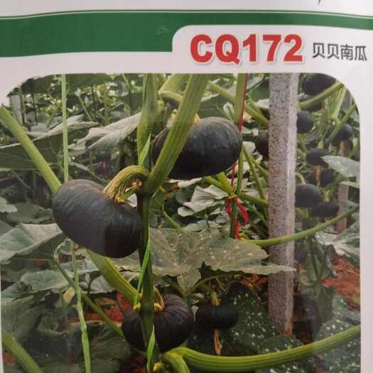济南贝贝南瓜种子，早熟南瓜种子