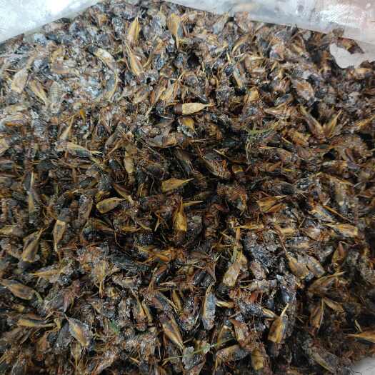 睢宁县大量出售蟋蟀冻品干品，量大从优，保质保量