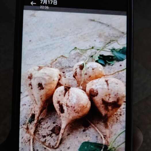 宾阳县凉薯