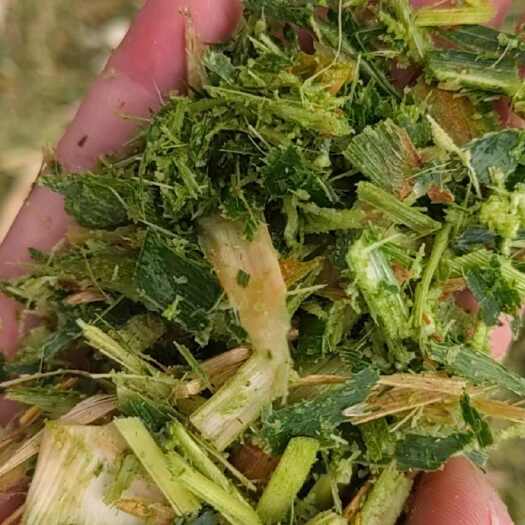 唐河县玉米青储