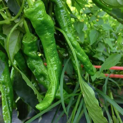 宜良县云南昆明宜良螺丝椒 新鲜辣椒 茄果类蔬菜 直供产地