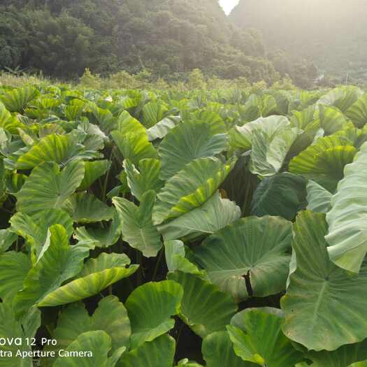 荔浦市广西荔浦芋头