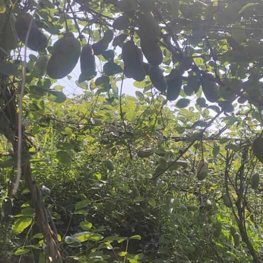 纳雍县野生八月瓜药材及水果