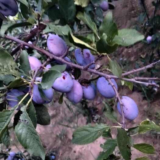 冠县蓝蜜西梅直产地，第一年长，个头大