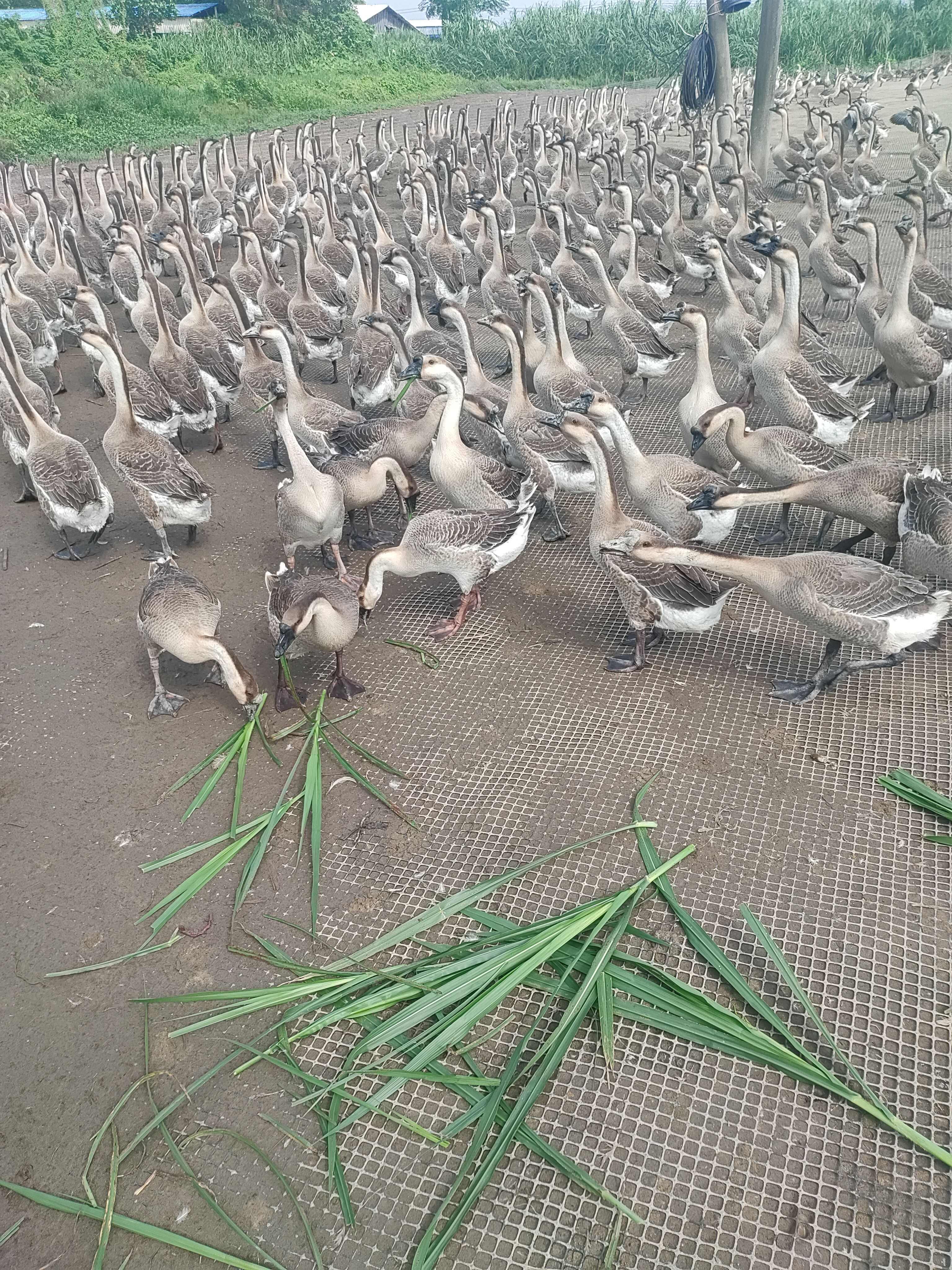 鹅肉，白条鹅，冻鹅，新鲜鹅，马岗鹅，烧鹅，