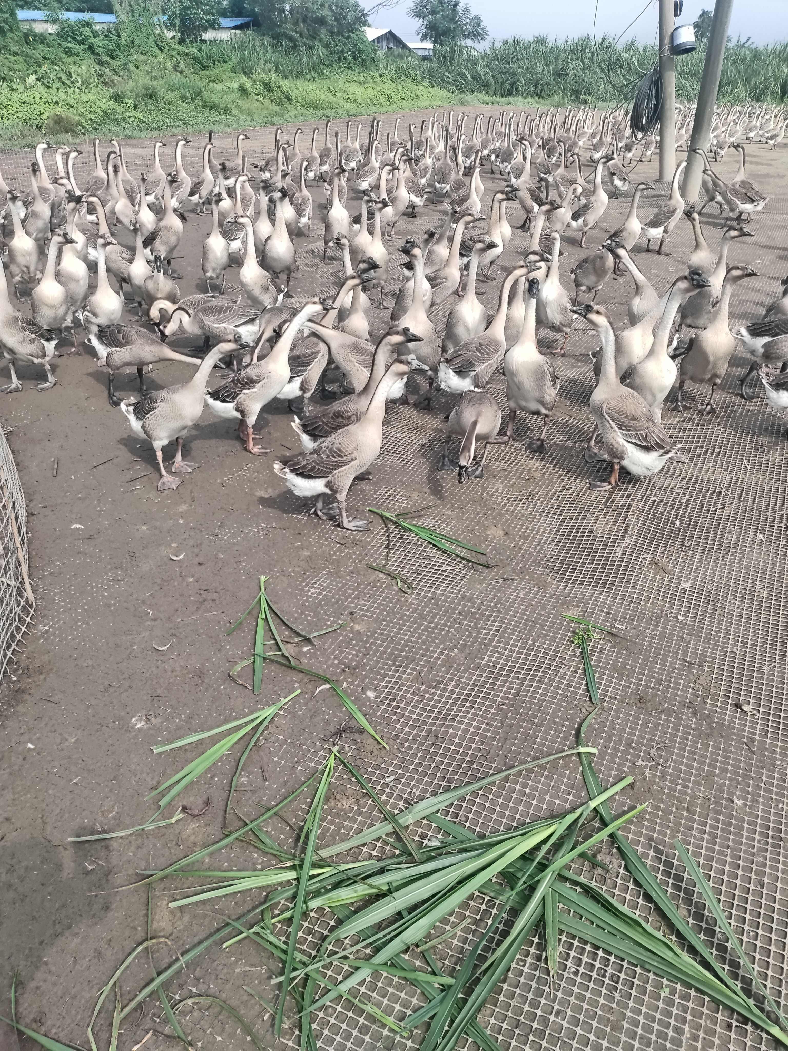 鹅肉，白条鹅，冻鹅，新鲜鹅，马岗鹅，烧鹅，