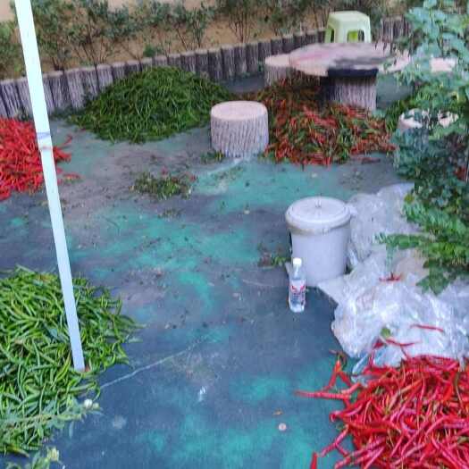 镇雄县线椒