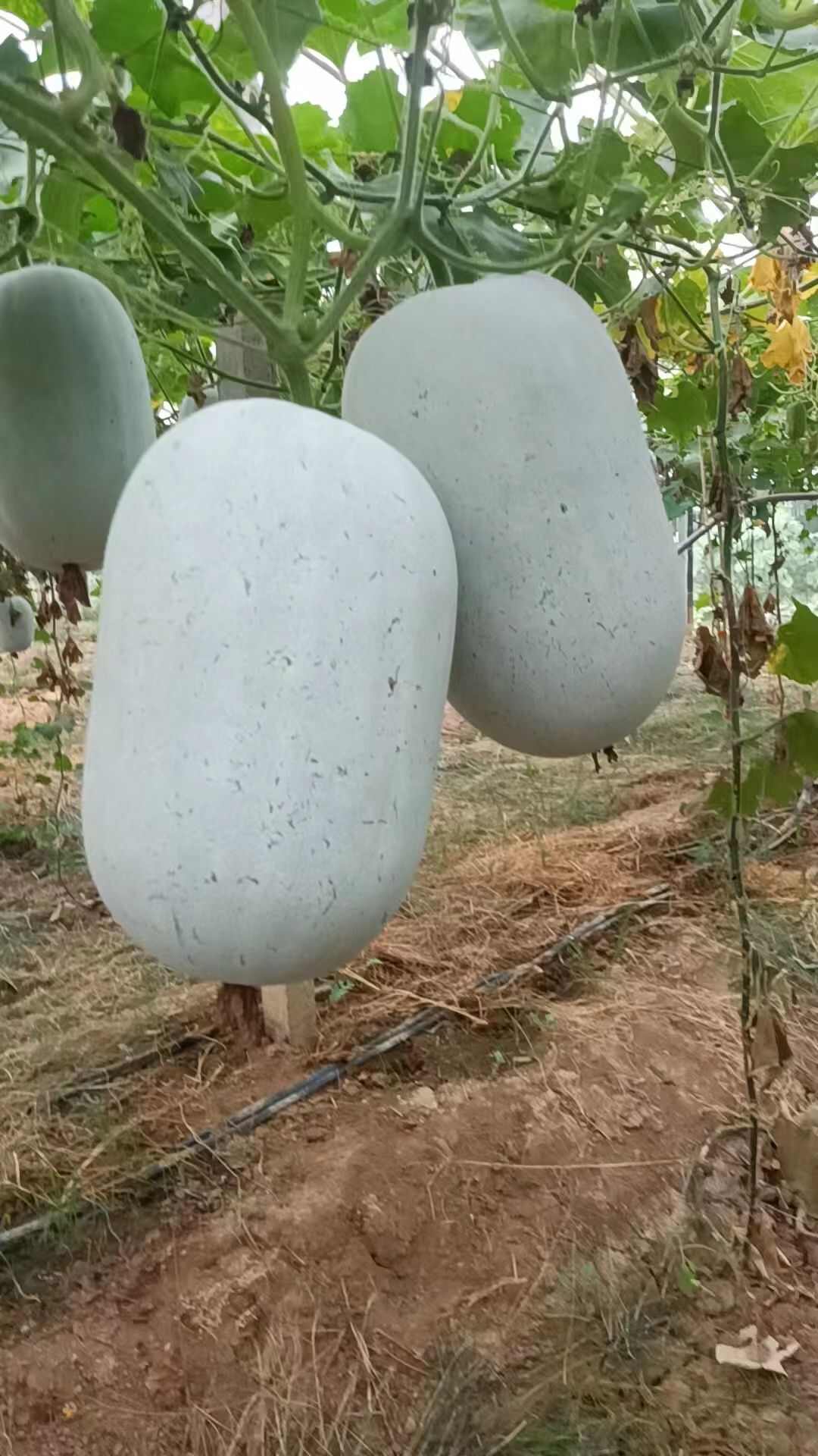 河南冬瓜  ，水果吊冬瓜，保质保量，视频看货，线上保障交易。
