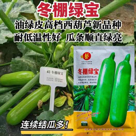 沭阳县冬棚绿宝西葫芦种子早熟抗病耐低温西葫芦种子油绿皮高档西葫芦种