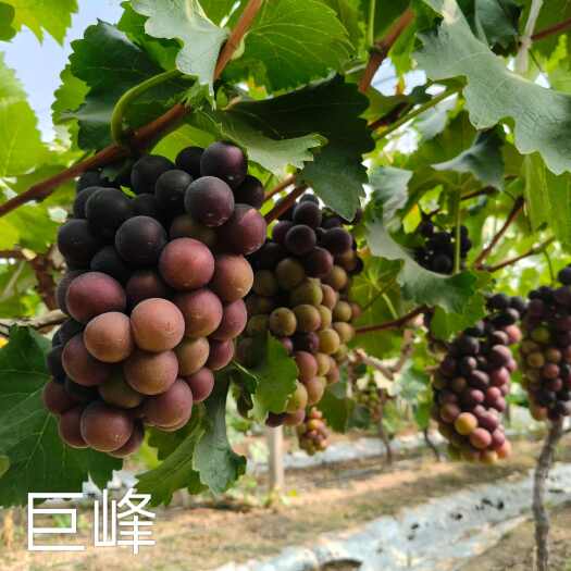 常熟市江苏苏州常熟葡萄 新鲜水果浆果类，价格美丽可议，要的老板来