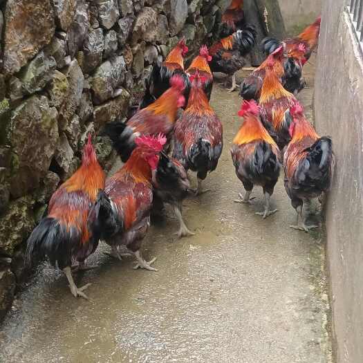 纳雍县黑鸡
