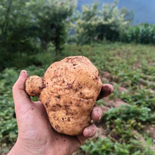 绥阳县贵州遵义绥阳土豆 新鲜根茎类蔬菜 产地直供