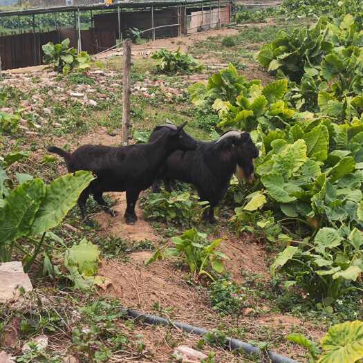 大埔县大埔县茶阳镇古村，纯放养山羊不吃饲料，吃百草树叶长大。