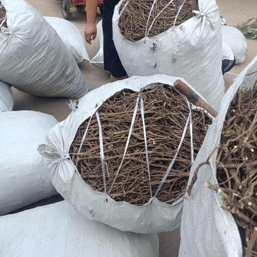 正宁县甘肃正宁柴胡中药材根茎类批发