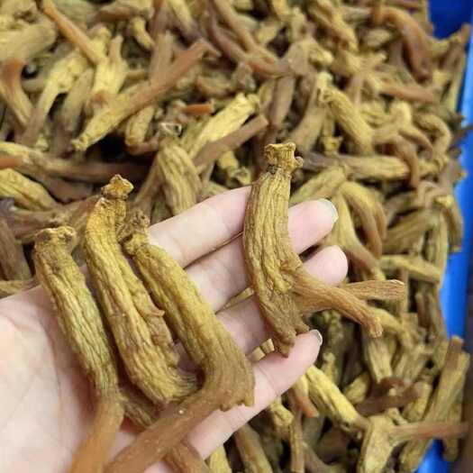 玉林韩国高丽参 黄皮红心 稳定货源
