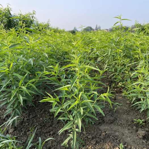 无锡阳山水蜜桃桃苗树苗嫁接苗南北可种盆栽地栽早中晚桃白凤湖景