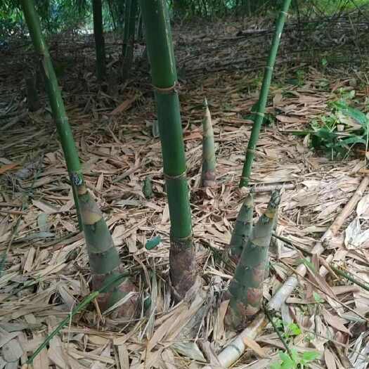 柳州广西柳州麻笋新鲜竹笋根茎类蔬菜产地直供