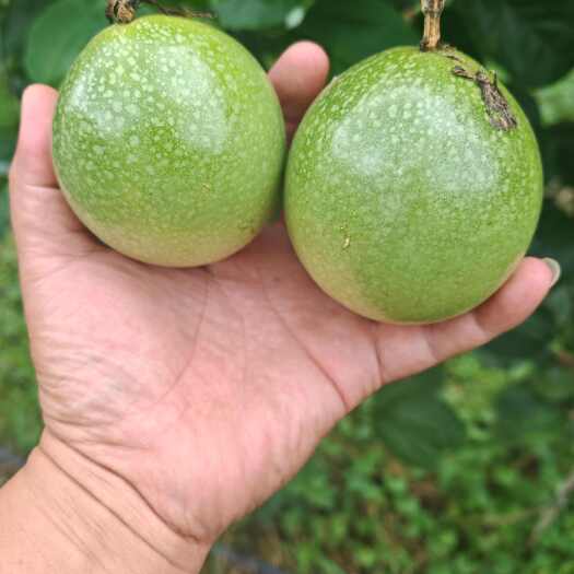 天等县广西百香果