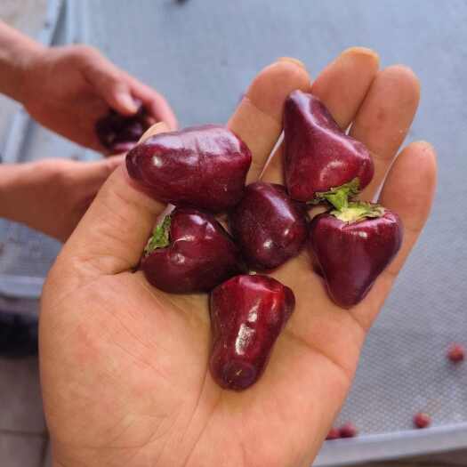 凤凰县河南王岗25年8月新上市干辣椒草莓椒九成干